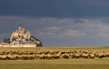 Les moutons de la baie du Mont-Saint-Michel